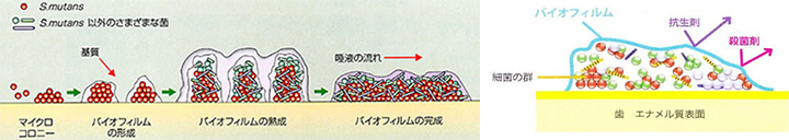 バイオフィルム
